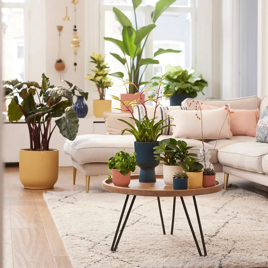 Pflanzen in verschiedenen größen auf Tisch in Wohnzimmer vor Couch