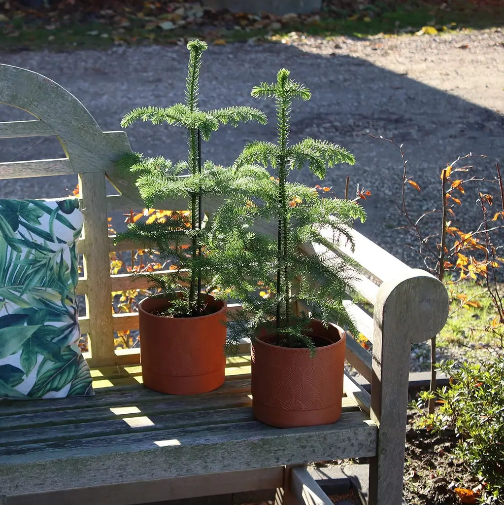 Zwei Zimmertannen auf Terrasse in Terrakottertöpfen