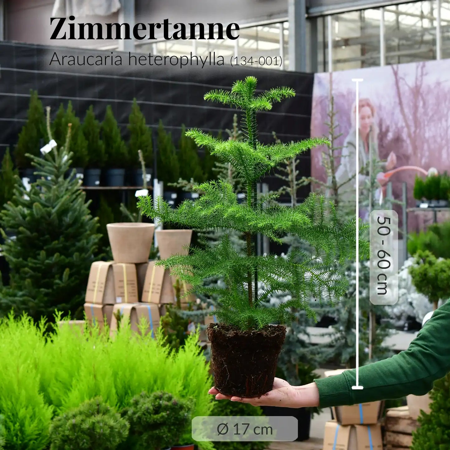 Zimmertanne