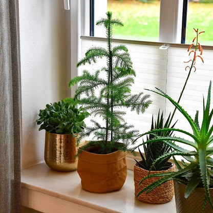 Zimmertanne in Übertopf auf Fensterbank in Wohnzimmer