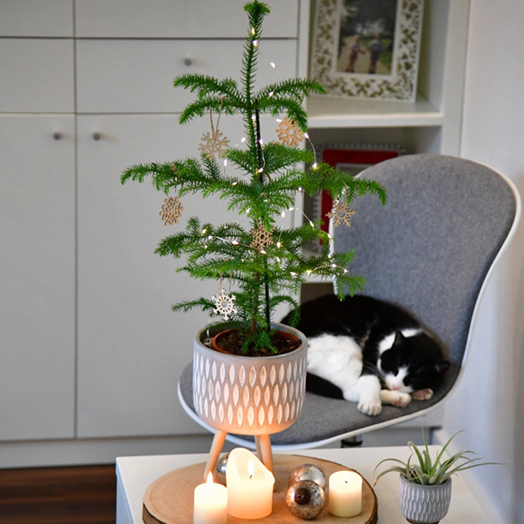 Zmmerpflanze Zimmertanne in Übertopf neben schlafender Katze im Wohnzimmer