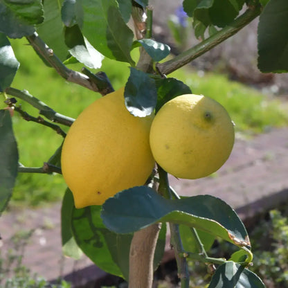 Amalfi Zitronenbaum mit Früchten, 70-80cm
