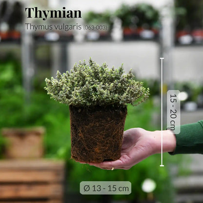 Zitronen Thymian Grün-Weiß