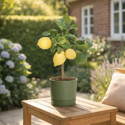 2er Box Zitronenbaum Mix