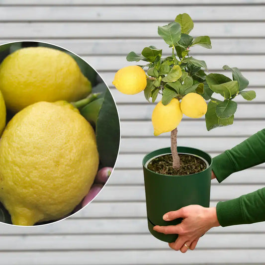 mediterranen Zitronenbaum mit Übertopf für den Balkon kaufen