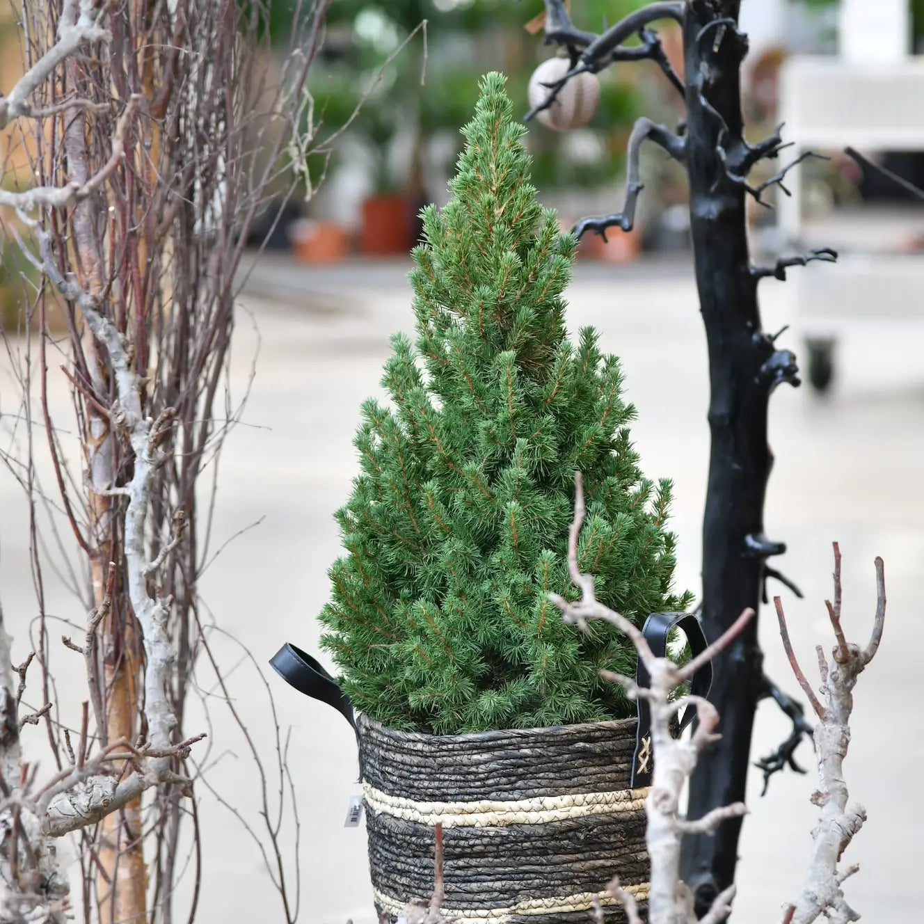 Zuckerhutfichte kleiner Weihnachtsbaum dekoriert in Bastkorb