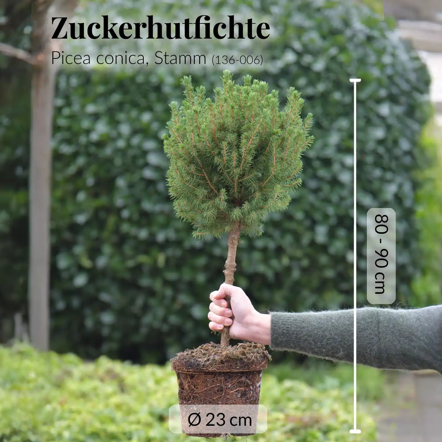 SPECIAL OFFER Tannen Stämmchen