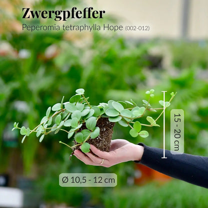 Mix & Match 6er Box Einsteiger Zimmerpflanzen