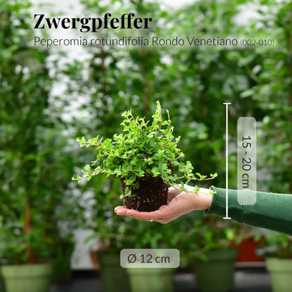 Hängender Zwergpfeffer Rondo Venetiano