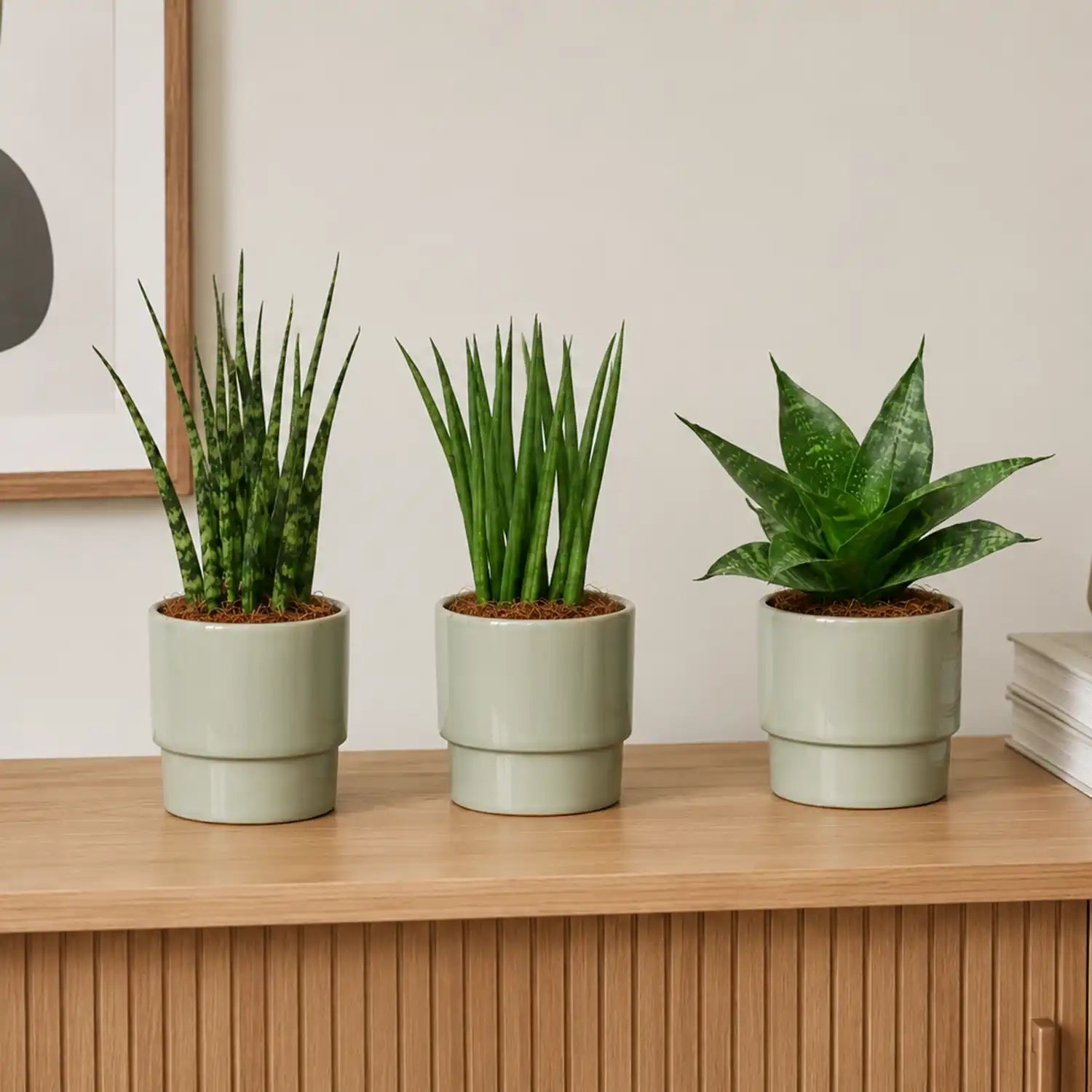 Drei kleinen Babypflanzen stehend auf einen Sideboard aus Holz zur Tischdeko