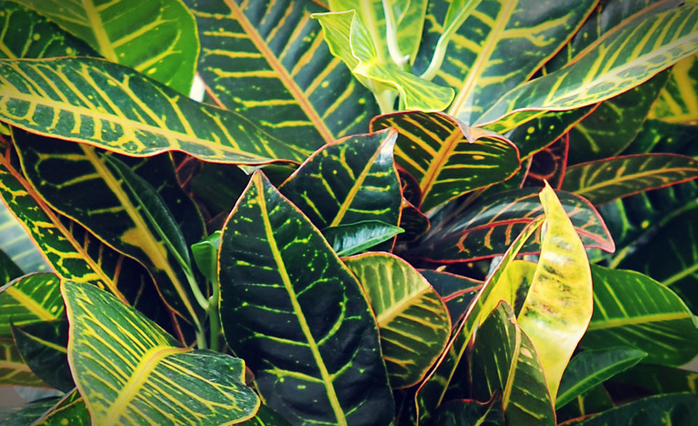 Codiaeum (Kroton) Wunderstrauch Pflanzen- und Pflegetipps – Green Me Up