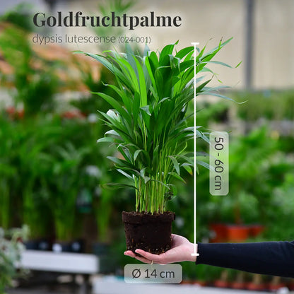 GREEN WEEK 4er Box tierfreundliche Pflanzen