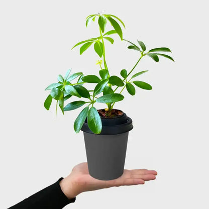 ggreeno® Aralie in Quarz