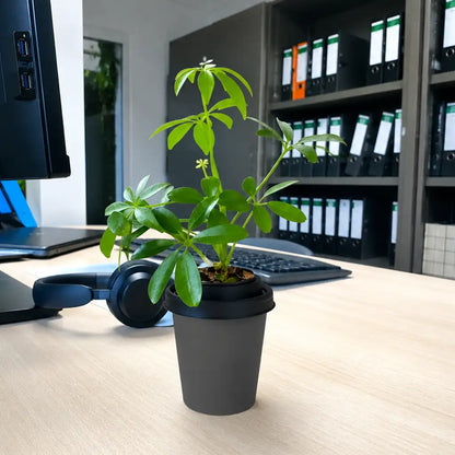 ggreeno® Aralie in Quarz