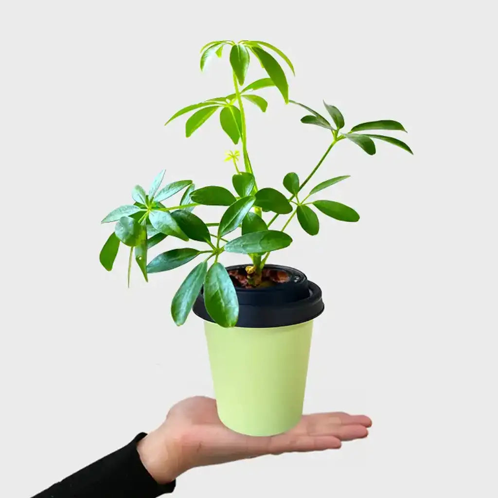 ggreeno® Aralie in Salbei