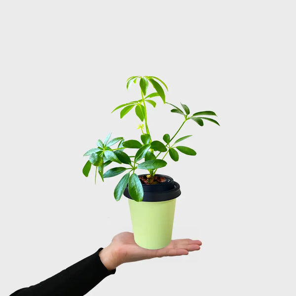 ggreeno® Aralie in Salbei – Green Me Up