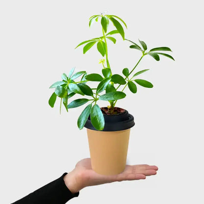 ggreeno® Aralie in Sand