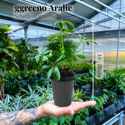 ggreeno® Aralie in Quarz