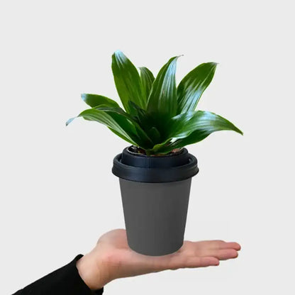 ggreeno® Janet in Quarz