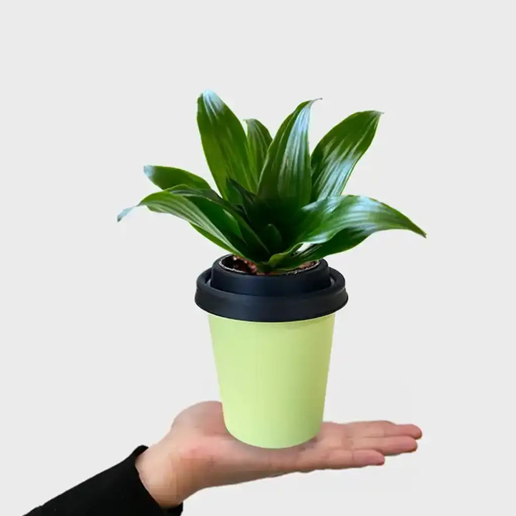ggreeno® Janet in Salbei
