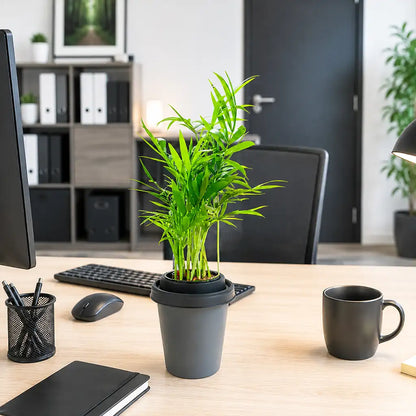 ggreeno® Palme in Quarz