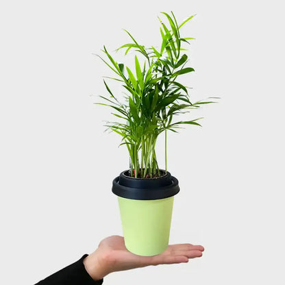 ggreeno® Palme in Salbei