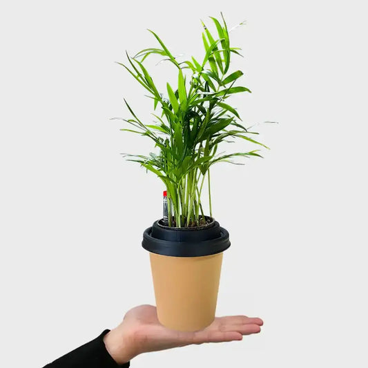 ggreeno® Palme in Sand