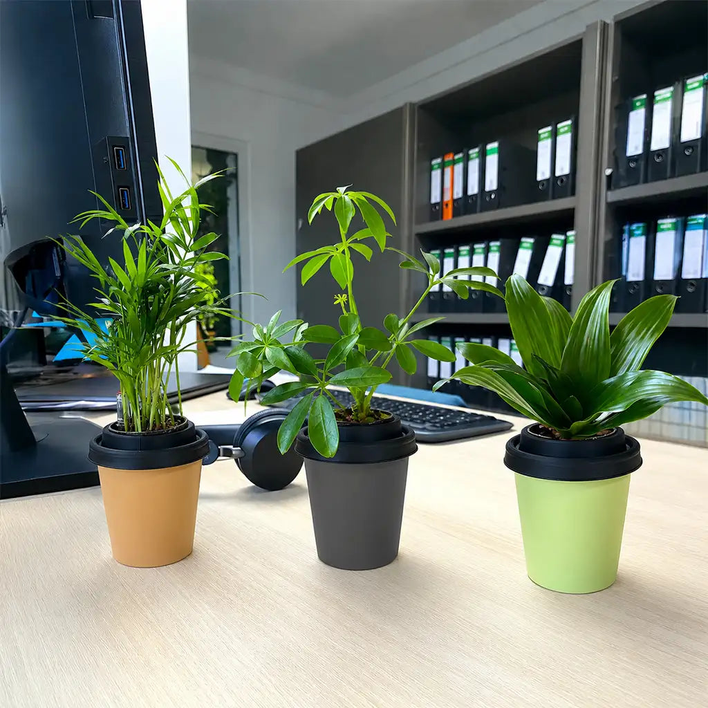 Mix & Match ggreeno® Tischpflanzen