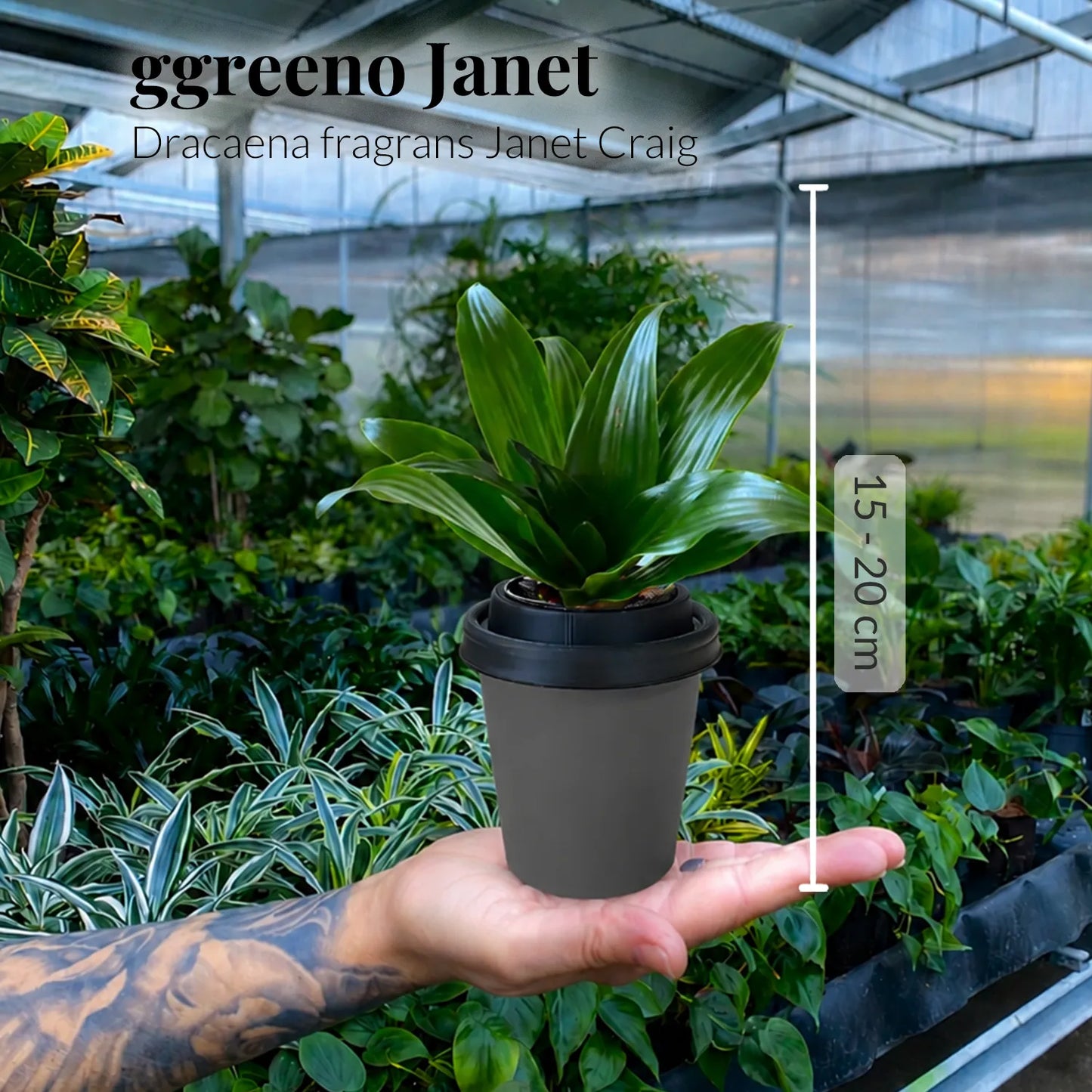 ggreeno® Janet in Salbei