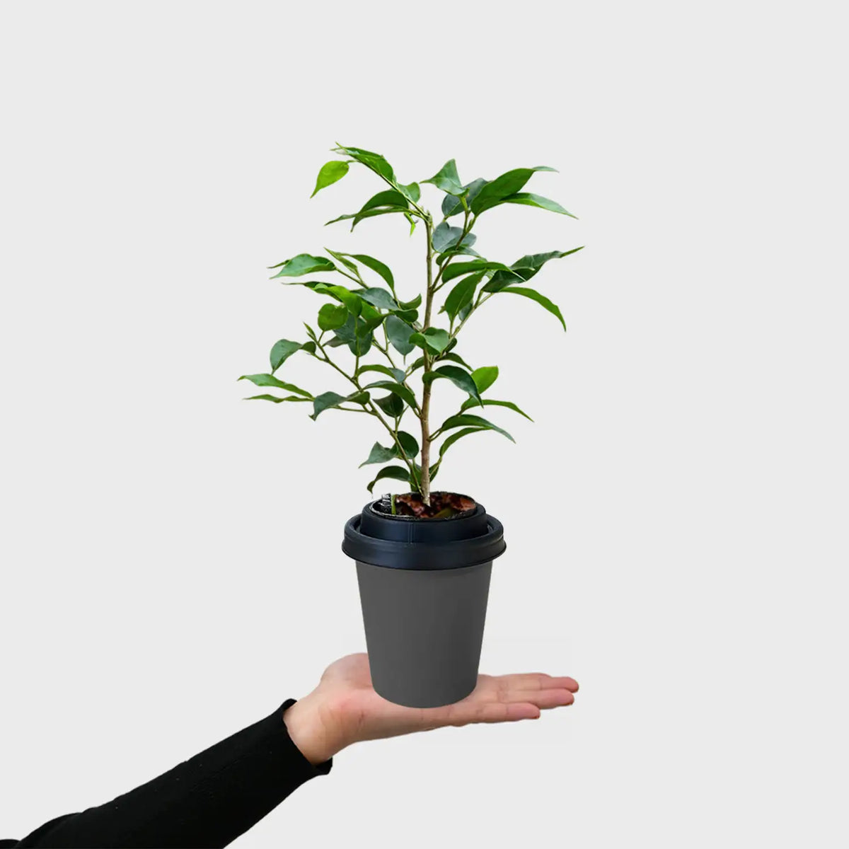 ggreeno® Ficus in Quarz