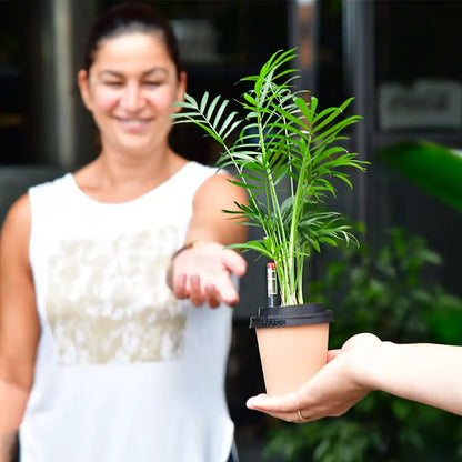 ggreeno® Palme in Sand