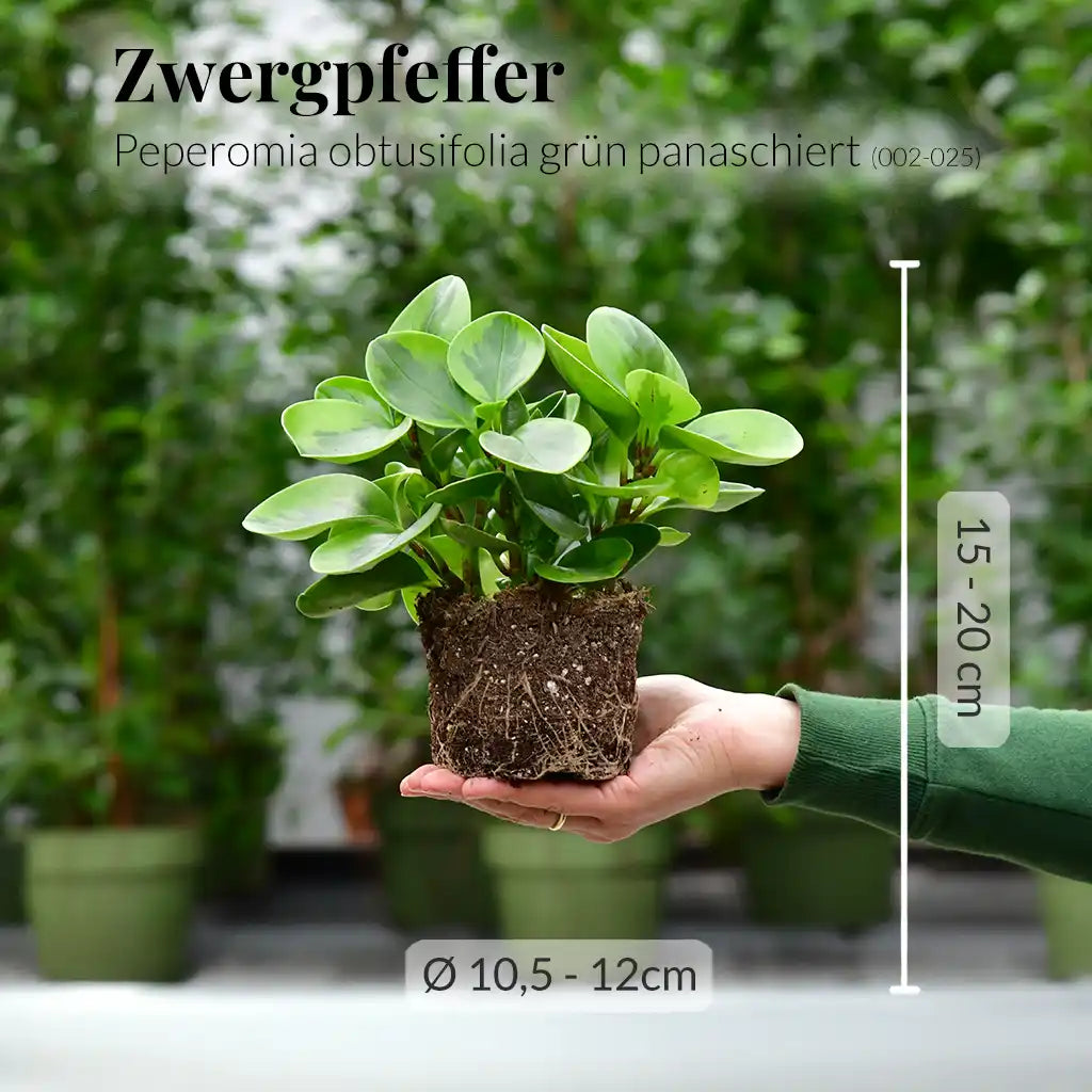 Grün gefleckter Zwergpfeffer