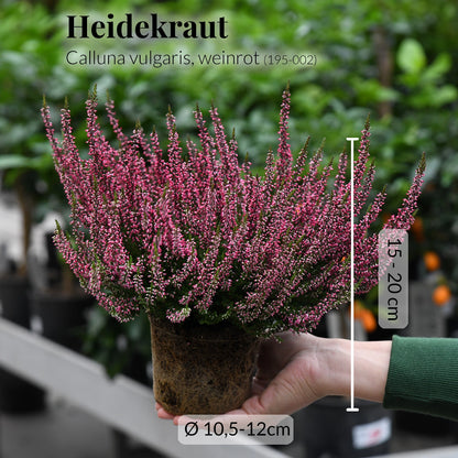 5er Box Rote Herbstpflanzen