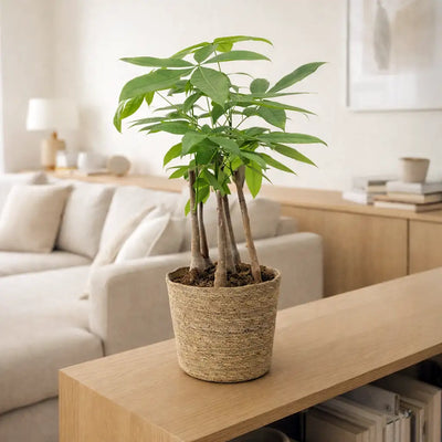 mehrstämmige Glückkastanie im Seegraskorb kaufen