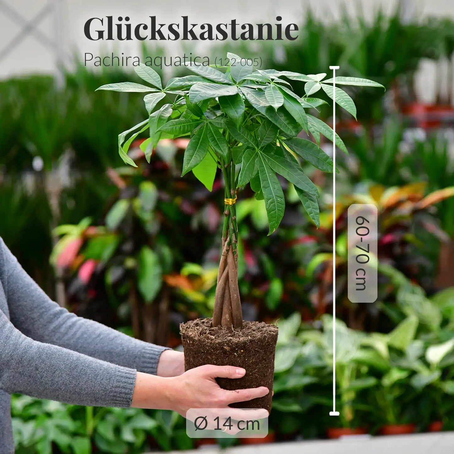 GREEN WEEK 6er Box tierfreundliche Pflanzen