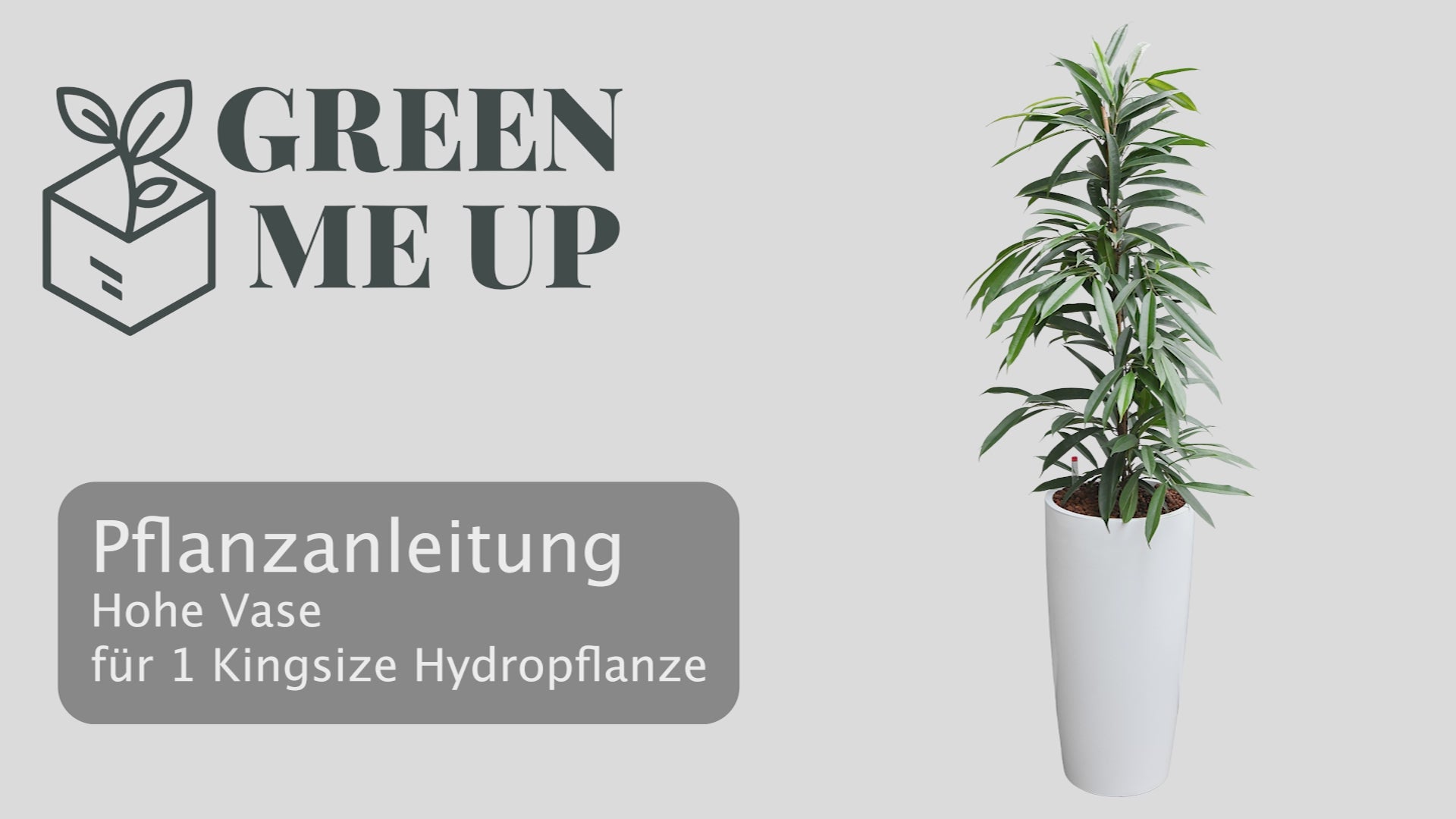 Video laden: Pflanzanleitung für Büropflanzen in Hydrokultur in runder, weißer Vase Pflanzgefäß