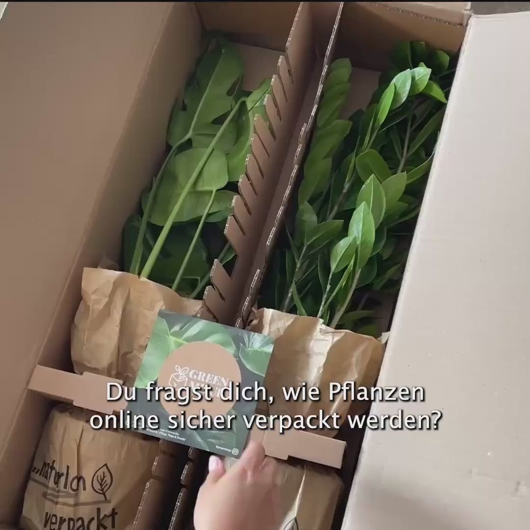 Efeutute Marble Queen