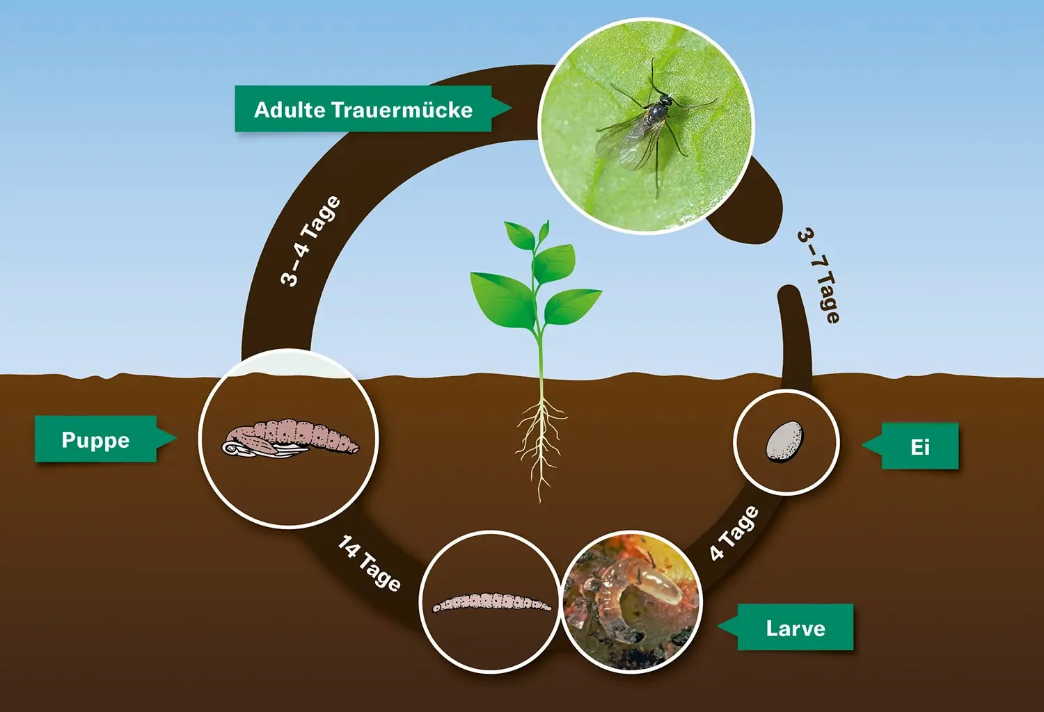 Zyklus von Trauermücken in Zimmerpflanzen Erde