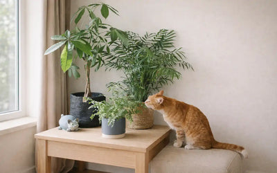 katzenfreundliches Set Happy Cat mit passenden Übertöpfen und neugieriger Katze