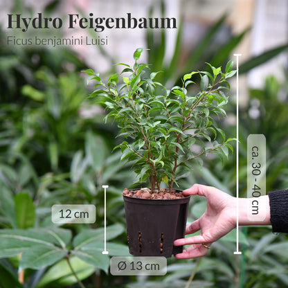 Hydro Benjamini Luisi