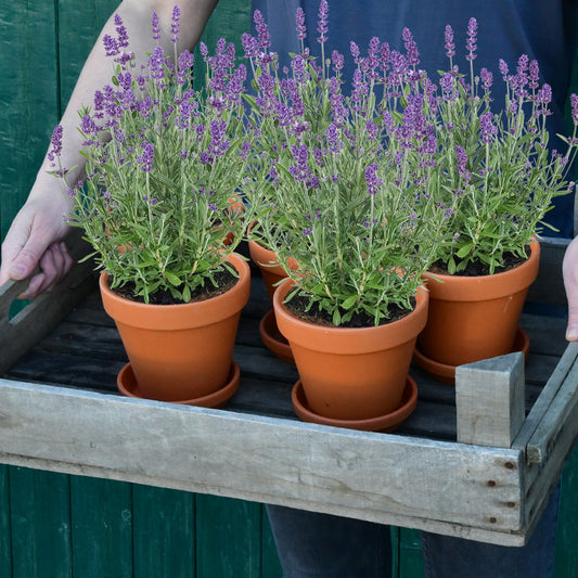 6er Box blaue Lavendel Pflanzen