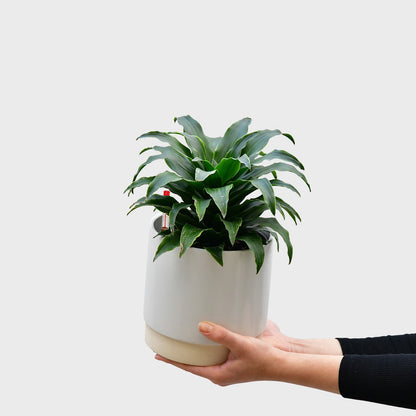 Gratis Hydro Drachenbaum