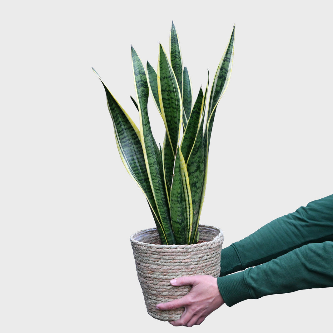 Green Me Up Dein grüner Online Shop