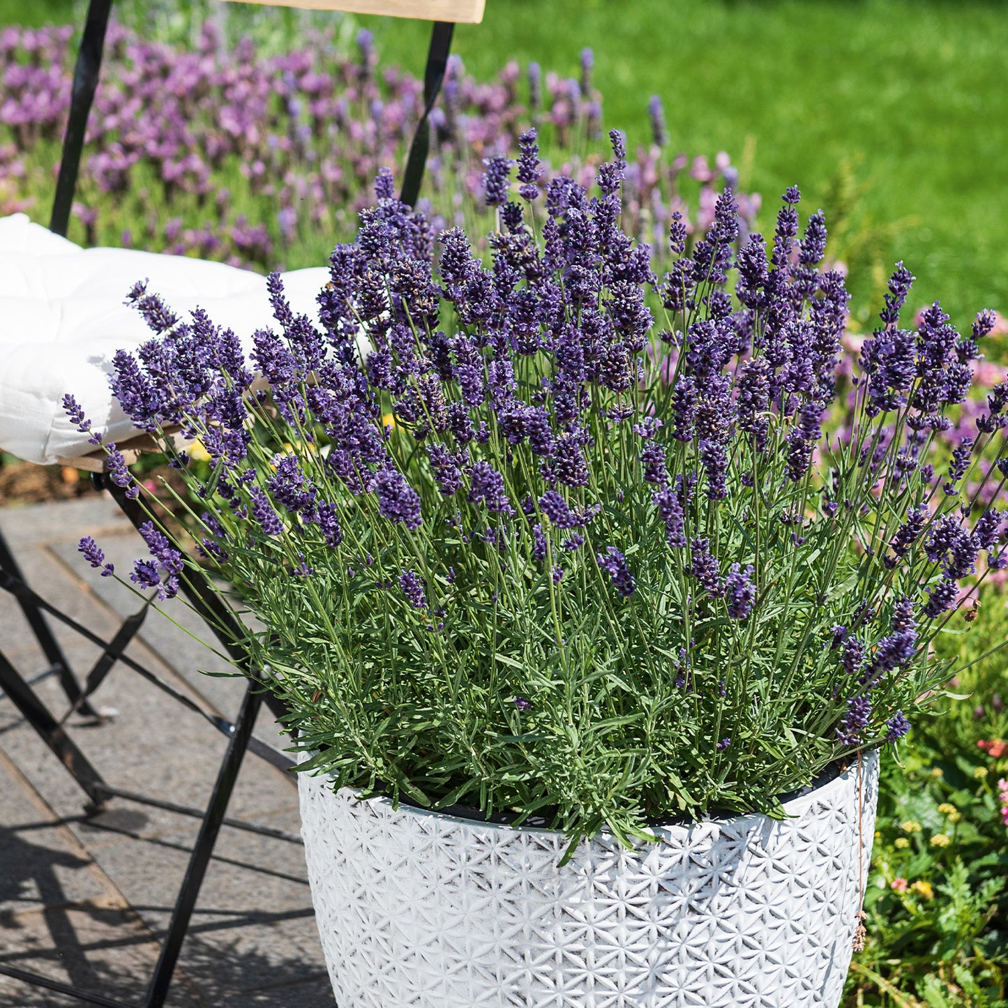 Großer Lavendel Busch