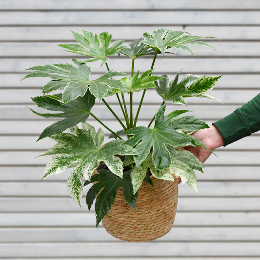 Balkon Grünpflanze Fatsia Spider