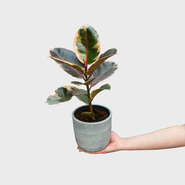 gummibaum rosa blätter Gummibaum Belize – Green Me Up