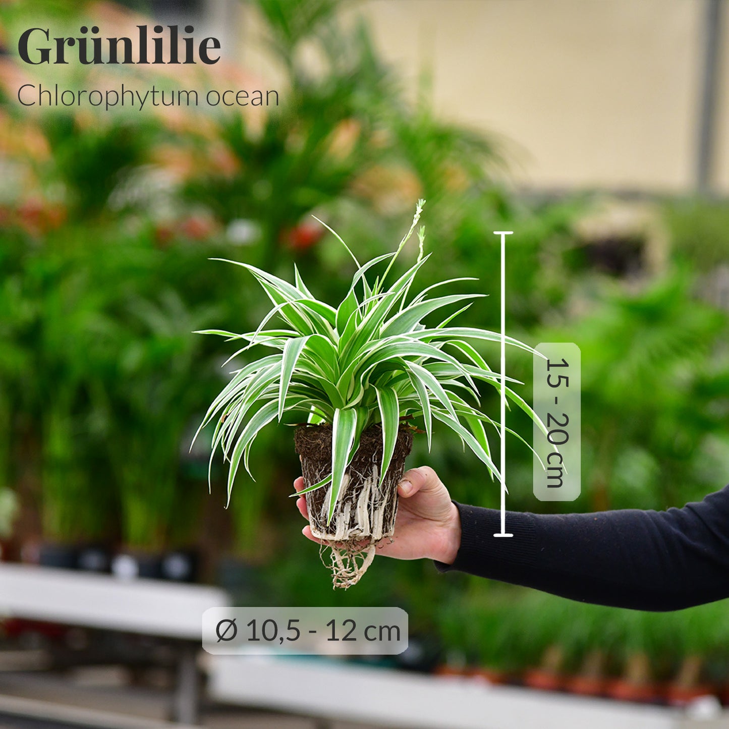 Kleine Grünlilie/Chlorophytum mit Maßangaben frisch vom Gärtner