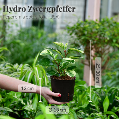 Hydro Zwergpfeffer/Peperomia mit Maßangaben frisch vom Gärtner