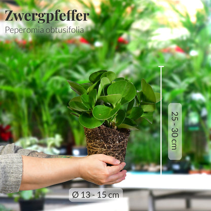 Zwergpfeffer/Peperomia mit Maßangaben frisch vom Gärtner