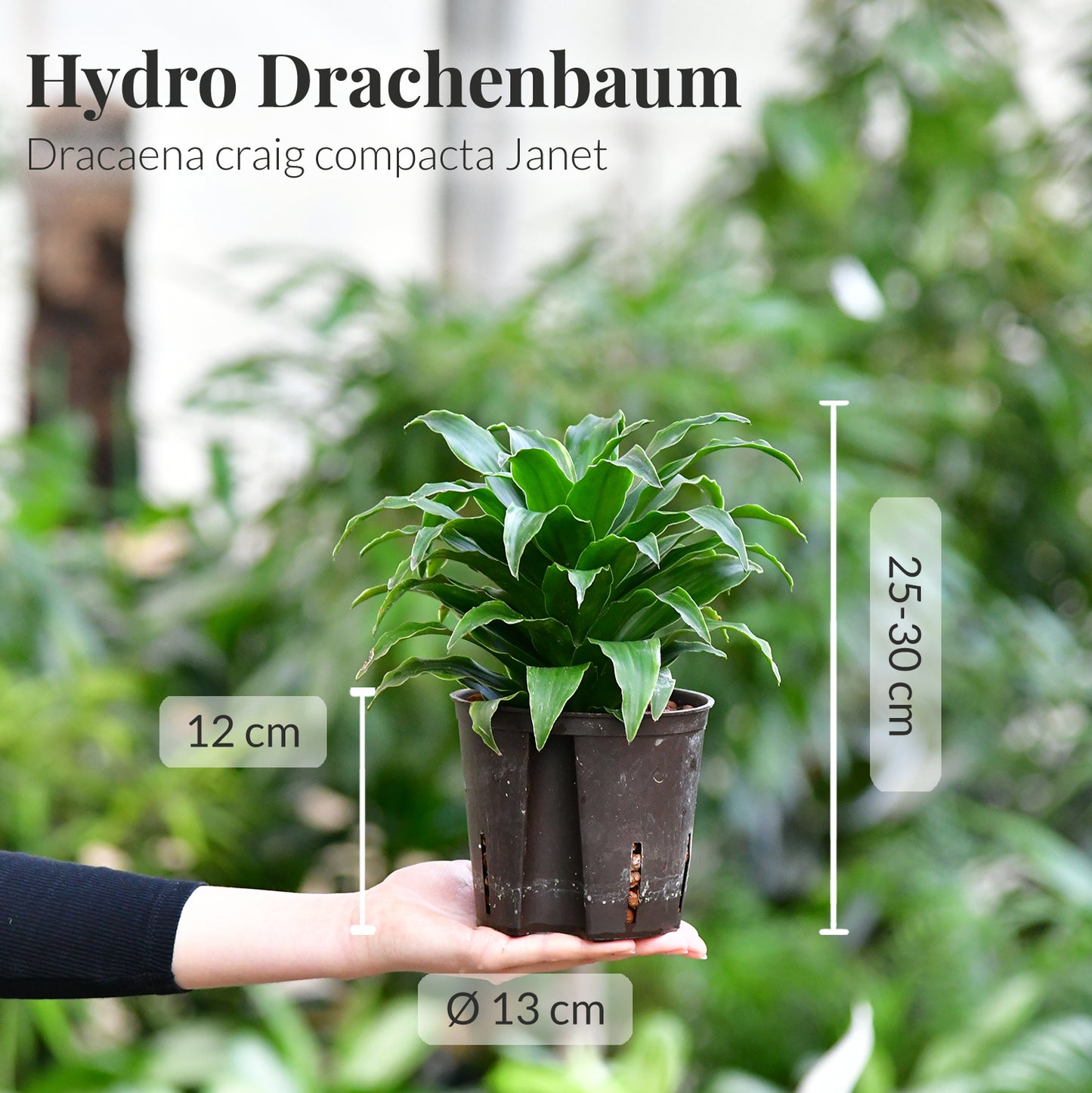 Hydro 3er Pflanzen Set Drachenbaum Mix